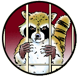nj-raccoon-relocation-Edison-Metuchen